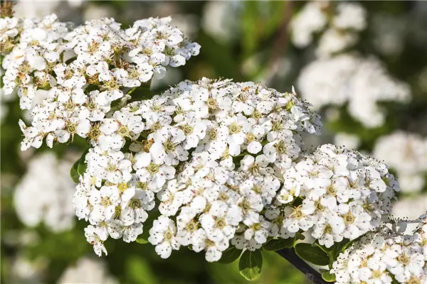 Spiraea nipponica 'Snowmound' Spierstrauch