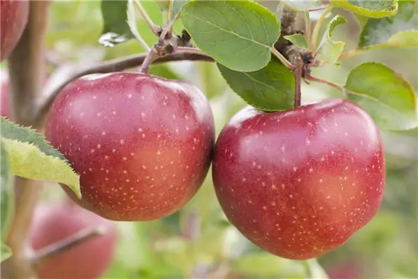 Malus 'Jonagold'                       CAC Apfel Jonagold