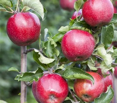 Apfel Querina Florina Apfel Querina Florina