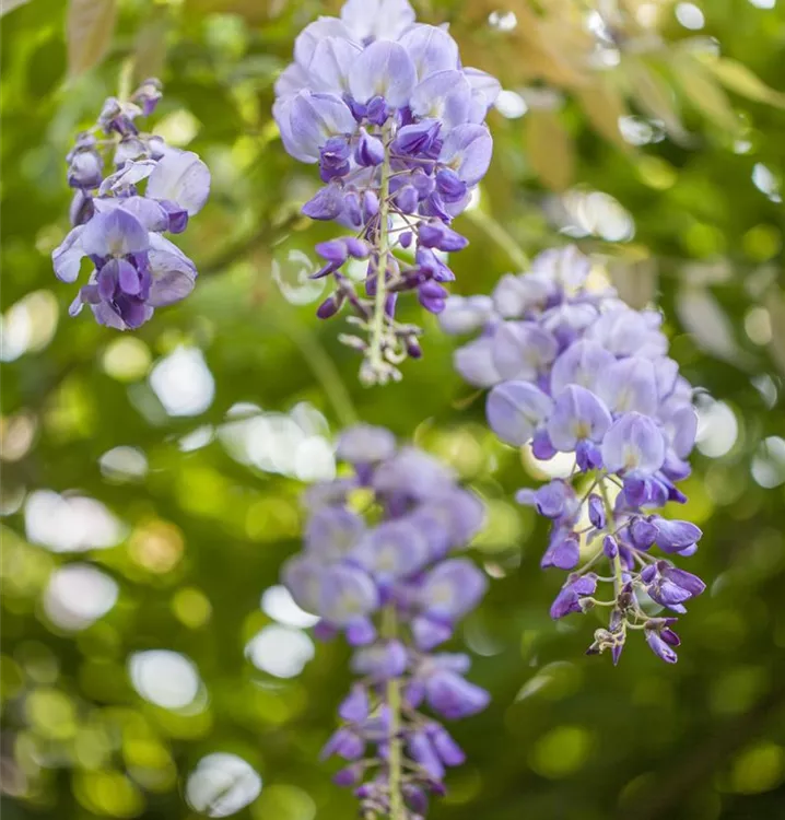 Blauregen 'Okoyama'