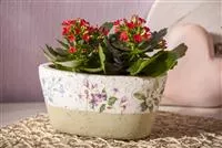 Zimmerpflanzen richtig platzieren Zimmerpflanzen richtig platzieren