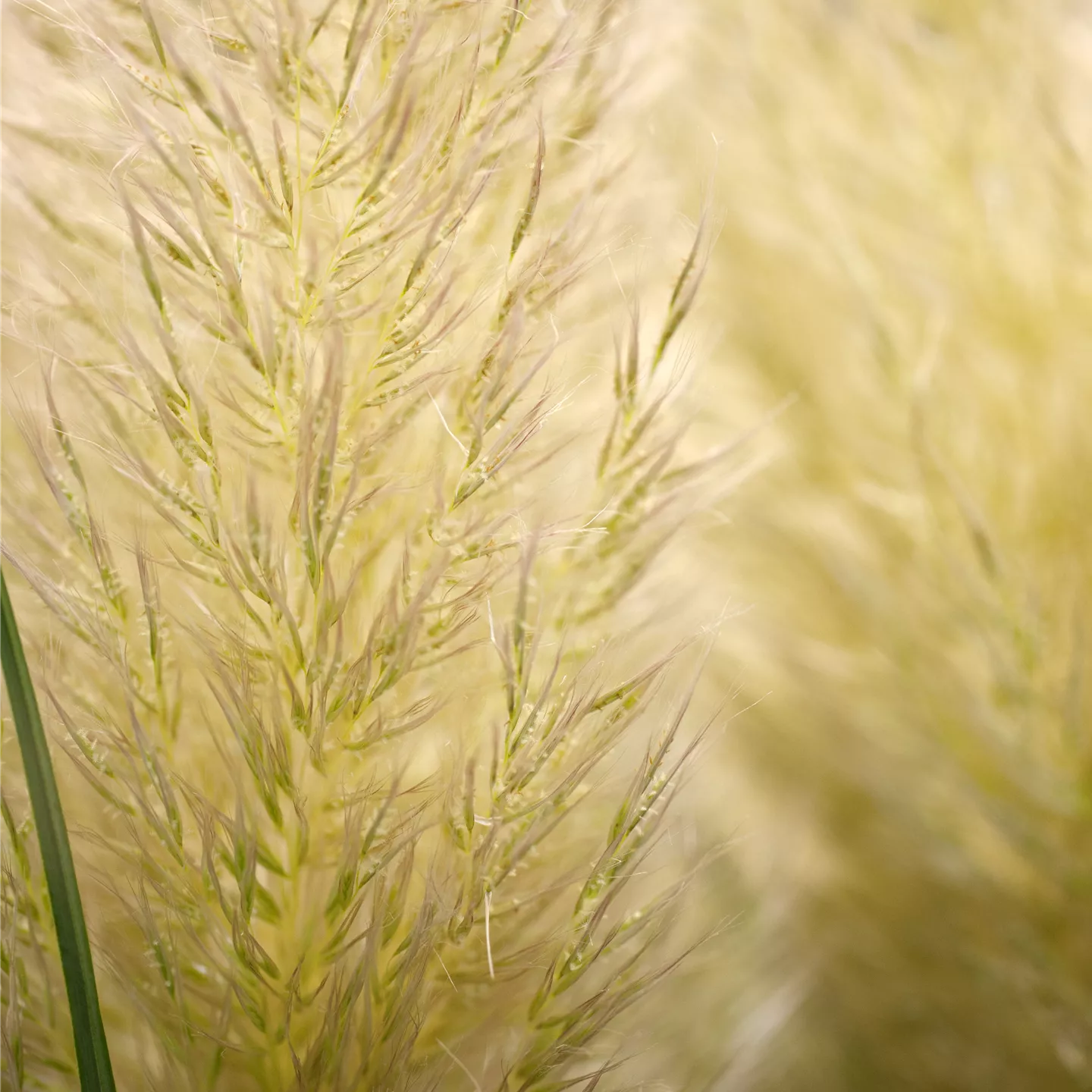 Cortaderia selloana 'Evita' -R- Cortaderia selloana 'Evita' -R-