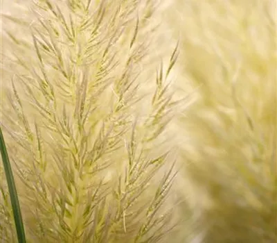 Hohes Pampasgras Hohes Pampasgras