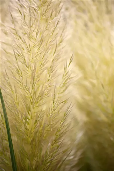Cortaderia selloana 'Evita'  -R- Garten-Pampasgras