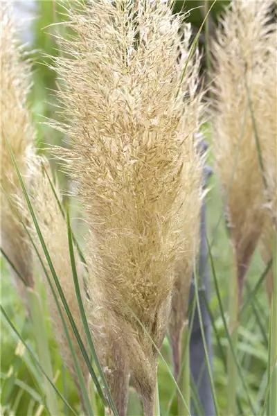 Cortaderia selloana Hohes Pampasgras
