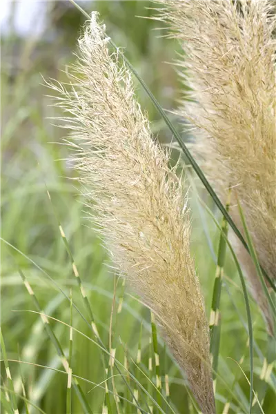 Cortaderia selloana 'Pumila' Kleines Pampasgras