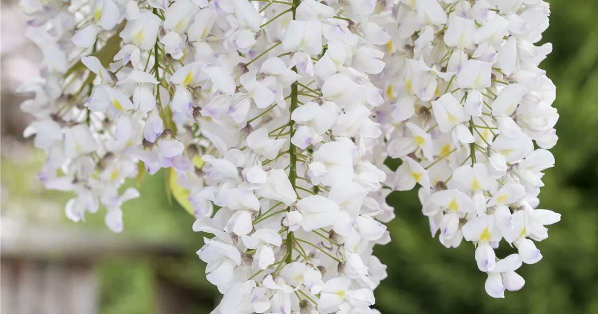 Wisteria frutescens 'Nivea', Blauregen 'Nivea' im Pflanzenshop