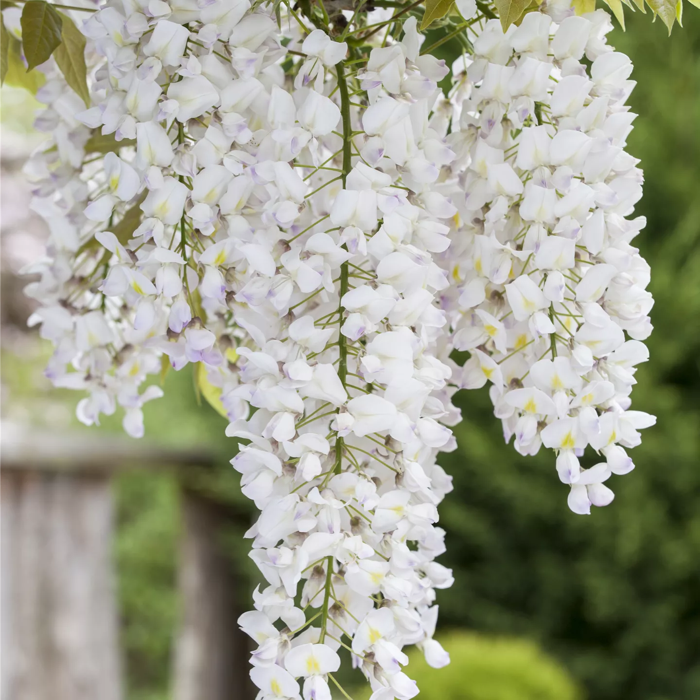 Wisteria sinensis 'Alba' Wisteria sinensis 'Alba'