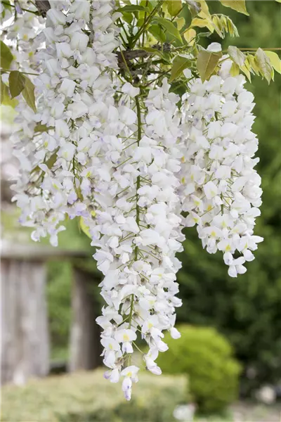 Wisteria sinensis 'Alba' Blauregen