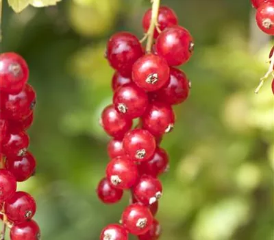 Rote Johannisbeere Rote Johannisbeere