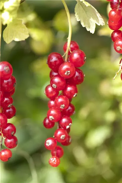 Ribes rubrum 'Rolan'                   CAC Rote Johannisbeere