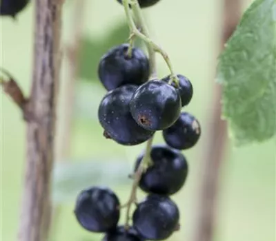 Schwarze Johannisbeere Schwarze Johannisbeere