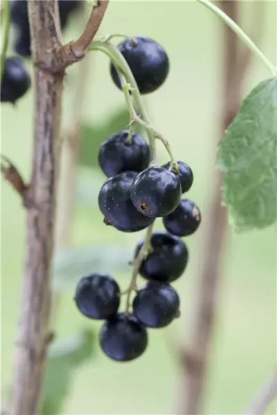Ribes nigrum 'Rosenth. Langtraubige'   CAC Schwarze Johannisbeere