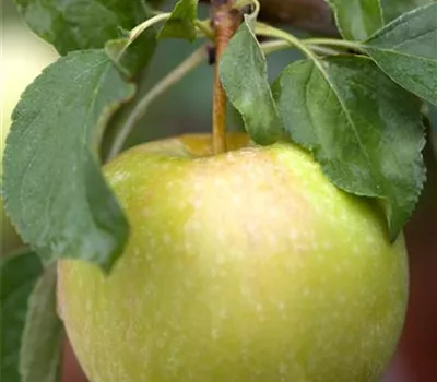 Apfel Pinova