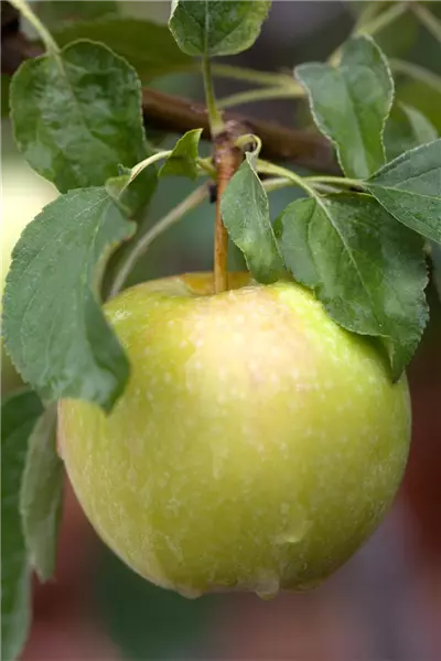 Malus 'Pinova'  -S-                    CAC Apfel Pinova