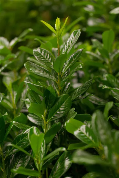 Prunus lauroc.'Novita' Lorbeer-Kirsche
