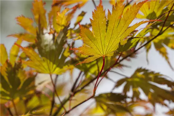 Acer palmatum (Solitärgehölz) Echter Fächer-Ahorn