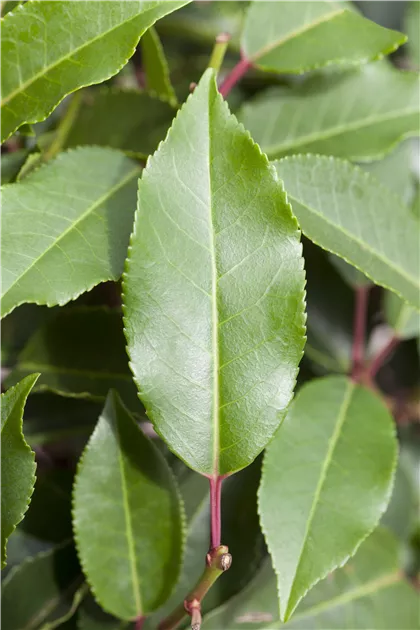 Prunus lusitanica 'Angustifolia', Portugiesische Lorbeer-Kirsche im  Pflanzenshop