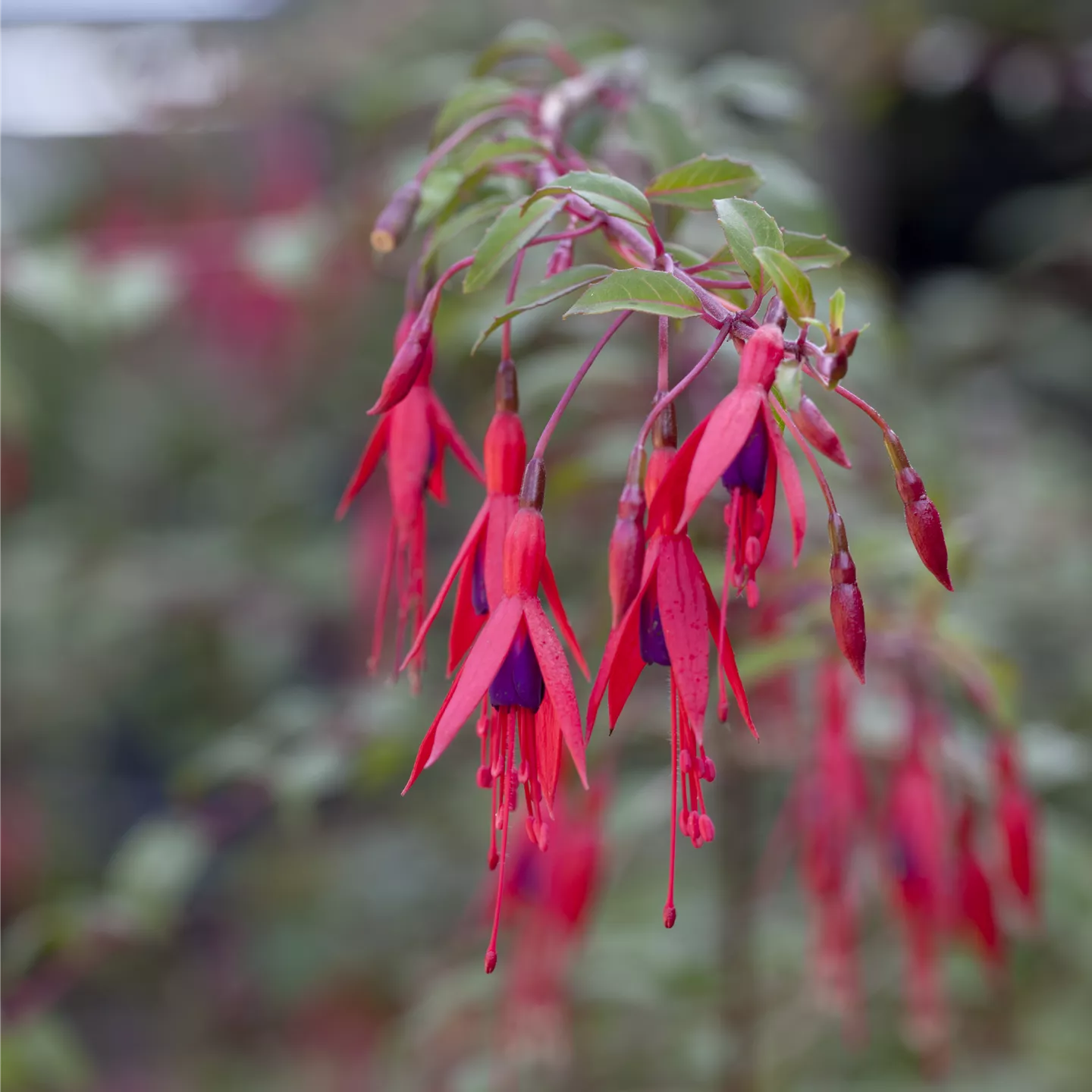 Fuchsia magellanica 'Riccartonii'