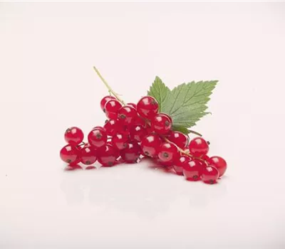 Rote Johannisbeere Rote Johannisbeere