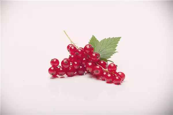 Ribes rubrum 'Rovada'                  CAC Rote Johannisbeere