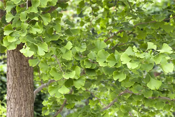 Ginkgo biloba Ginkgo, Fächerblattbaum