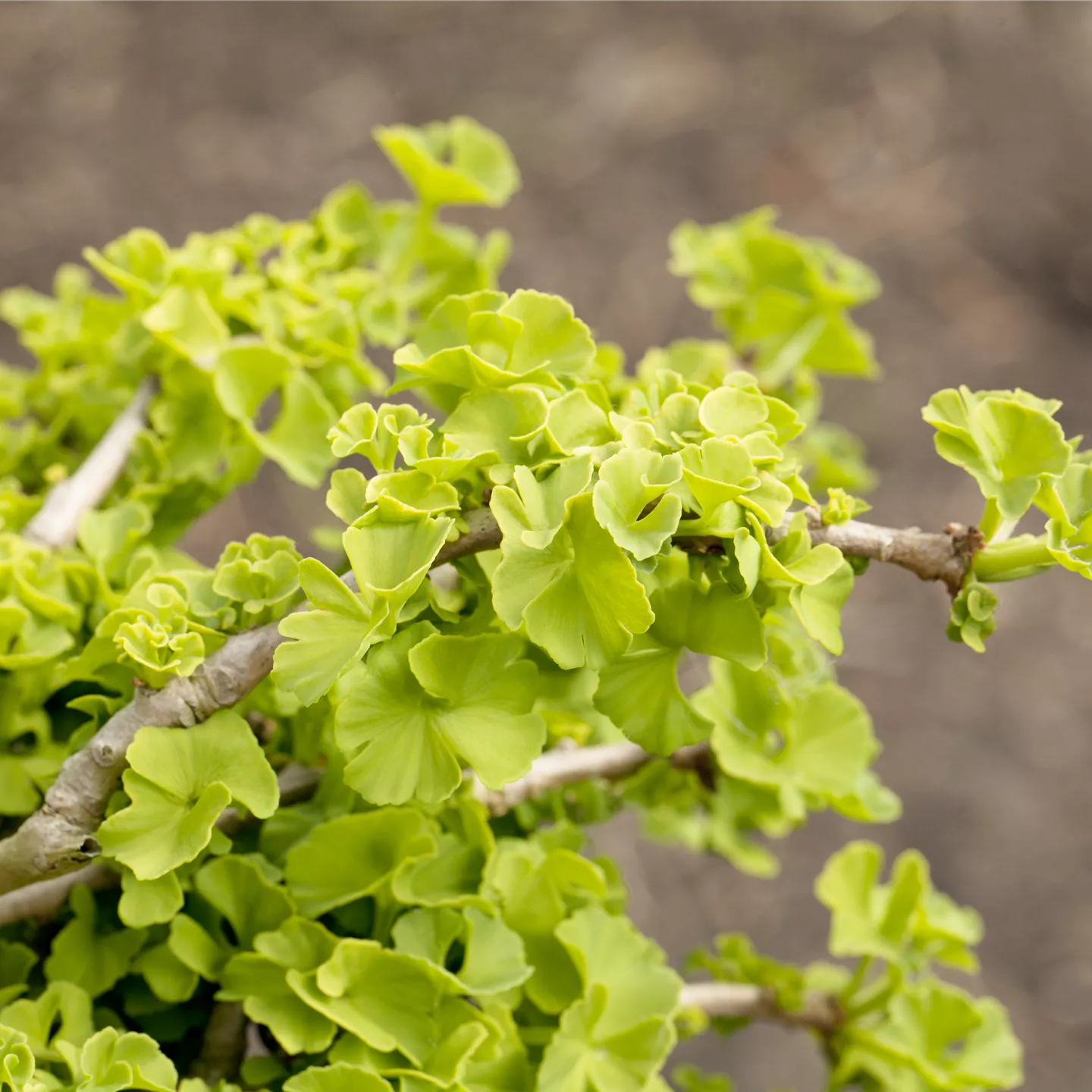 Ginkgo biloba 'Chris Dwarf'