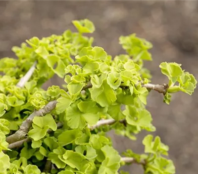 Zwerg-Fächerblattbaum 'Chris Dwarf'