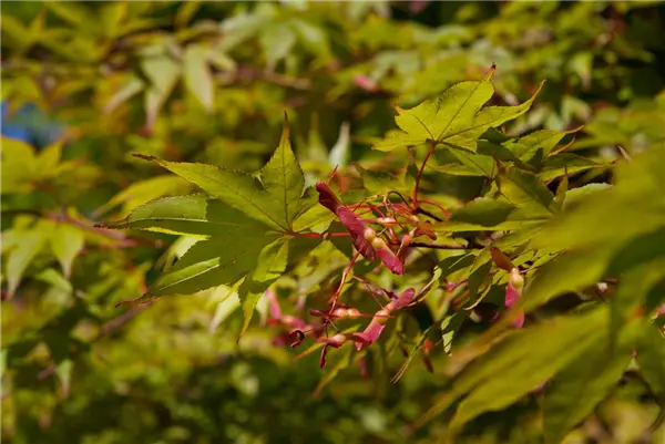 Acer palmatum 'Osakazuki' Grüner Fächer-Ahorn