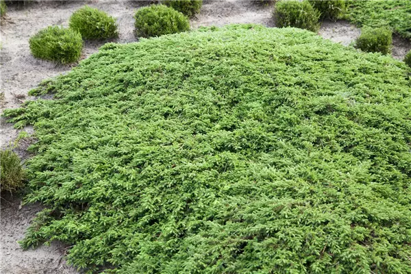 Juniperus com.'Green Carpet' Wacholder