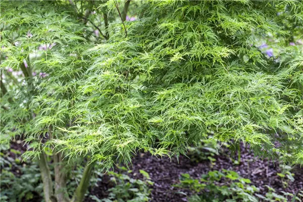 Acer palmatum 'Koto no ito' (Solitärgehölz) Fächer-Ahorn