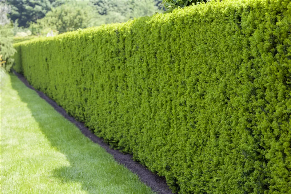 Taxus baccata, Gemeine Eibe im Pflanzenshop