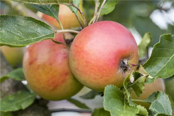 Malus 'Rote Goldparmäne'               CAC Apfel Rote Goldparmäne