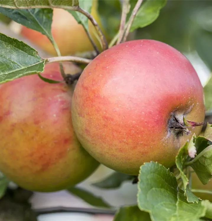 Apfel 'Rote Goldparmäne'