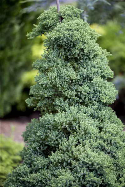 Juniperus procumbens 'Nana' Zwerg-Kriech-Wacholder