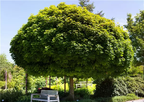 Acer platanoides 'Globosum' Kugel-Ahorn