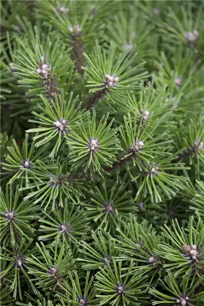 Pinus mugo 'Benjamin' Berg-Kiefer