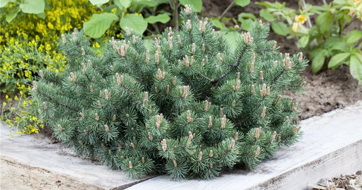 Pinus Mugo 'Pumilio' Kriech-Kiefer – Winterhart, Immergrünes Zwerggehölz 20-25 Cm Für Steingarten & Kübel