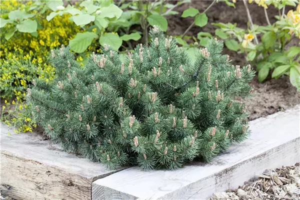 Pinus mugo 'Humpy' Flachwachsende Zwerg-Kiefer