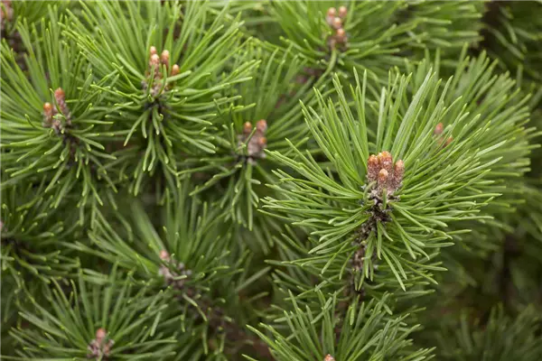 Pinus mugo 'Mops' Kugel-Kiefer, Mops-Kiefer