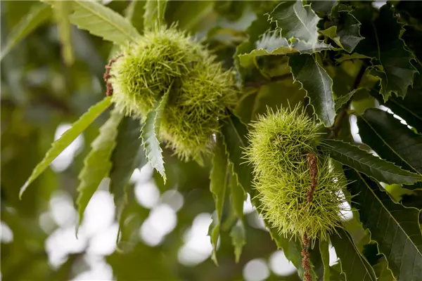 Castanea sativa 'Doree de Lyon'        CAC Eßkastanie