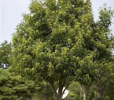 Esskastanie 'Bouche de Betizac'