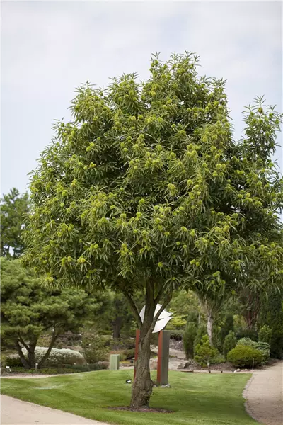Castanea sativa 'Bouche de Betizac' Esskastanie 'Bouche de Betizac'