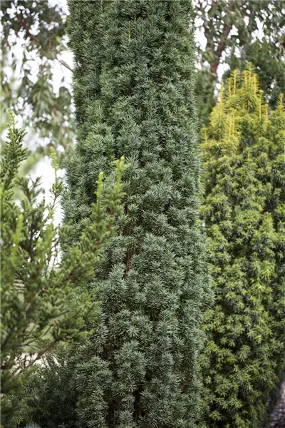 Taxus baccata 'Fastigiata Robusta' Schmale Säulen-Eibe