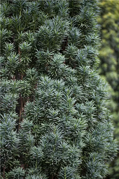 Taxus baccata 'Fastigiata Robusta', Schmale Sulen-Eibe im Pflanzenshop