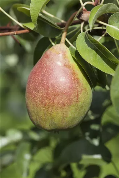 Pyrus com.'Clapps Liebling'            CAC Birne