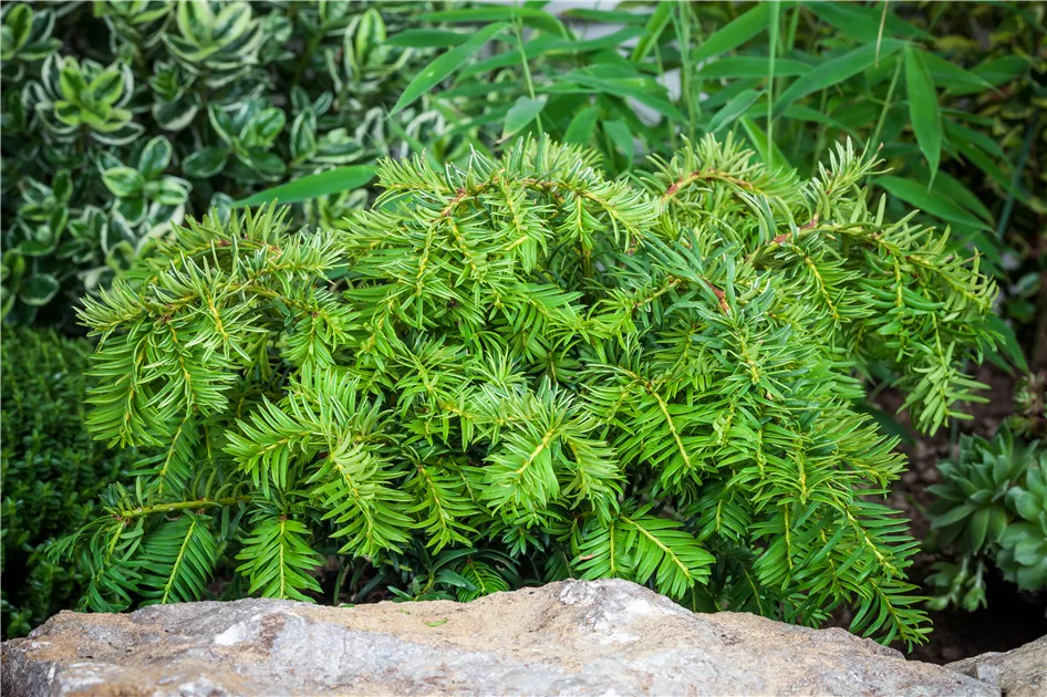 Taxus baccata 'Repandens', Tafel-Eibe im Pflanzenshop