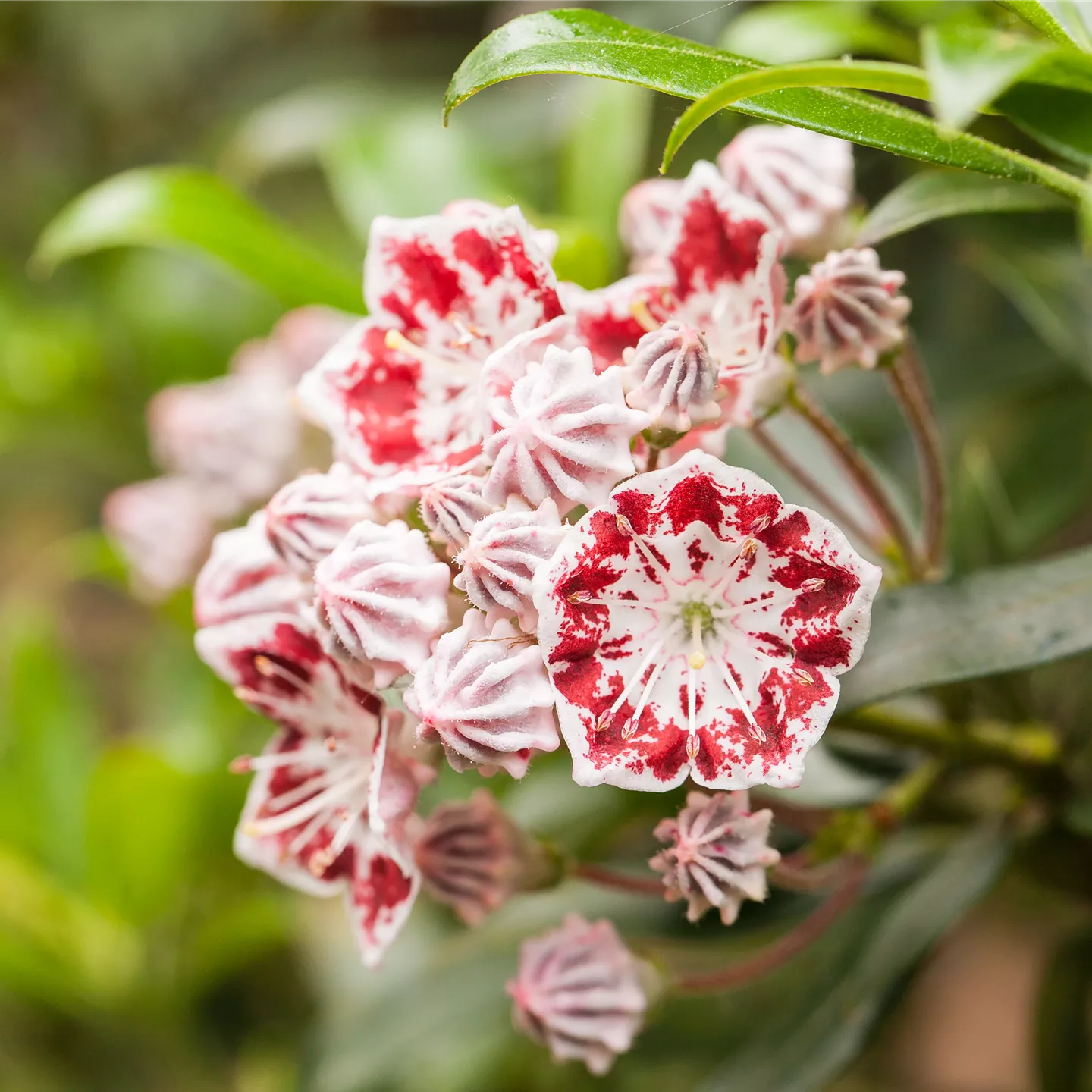 Kalmia latifolia 'Sterntaler'