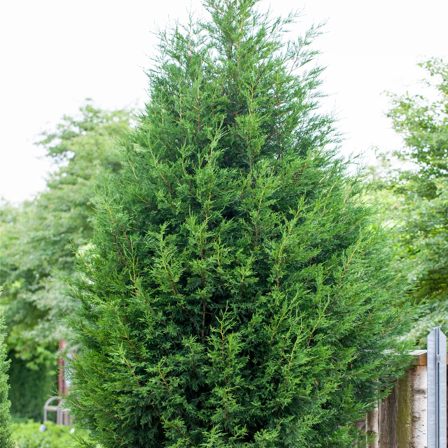 Cupressocyparis leylandii