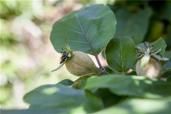 Cydonia 'Konstantinop.Apfelquitte'     CAC Quitte 'Konstantinopeler Apfelquitte'
